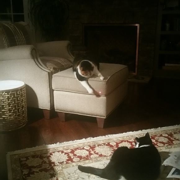 Meet our critters! - Picture 4 of 8